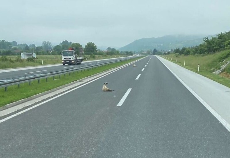Ovce na autoputu, vozačima se savjetuje oprez