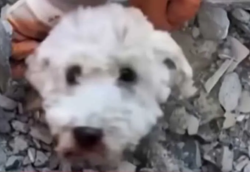 Pogledajte reakciju psa nakon što je izvučen ispod ruševina (VIDEO)
