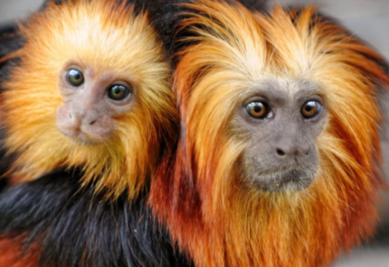 Ukrao majmune iz zoo vrta pa ih prevezao gradskim prevozom