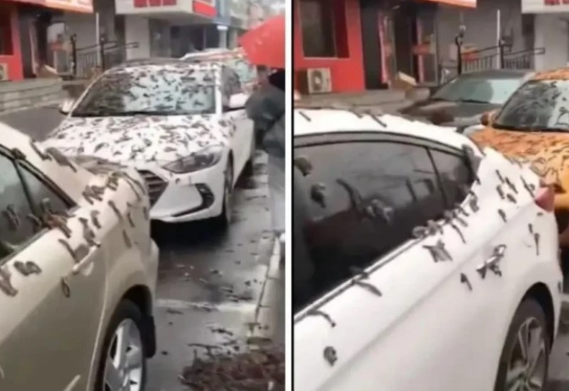 Uznemirujuće: U Kini crvi padaju sa neba! (VIDEO)