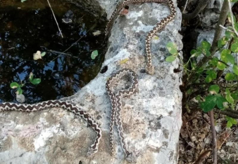 Nije znao šta ga je snašlo! Lovac uletio u hrpu zmija otrovnica
