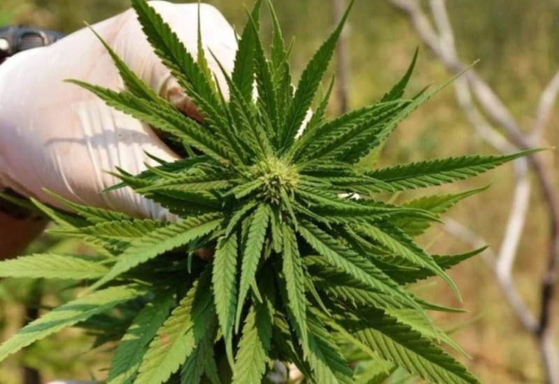 Amsterdam zabranjuje pušenje marihuane?