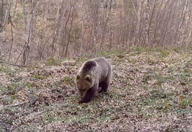 Mrki medvjed se probudio iz zimskog sna (VIDEO)