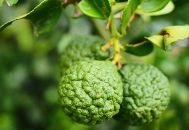 Biljka za koju malo ko zna, a eliksir je zdravlja