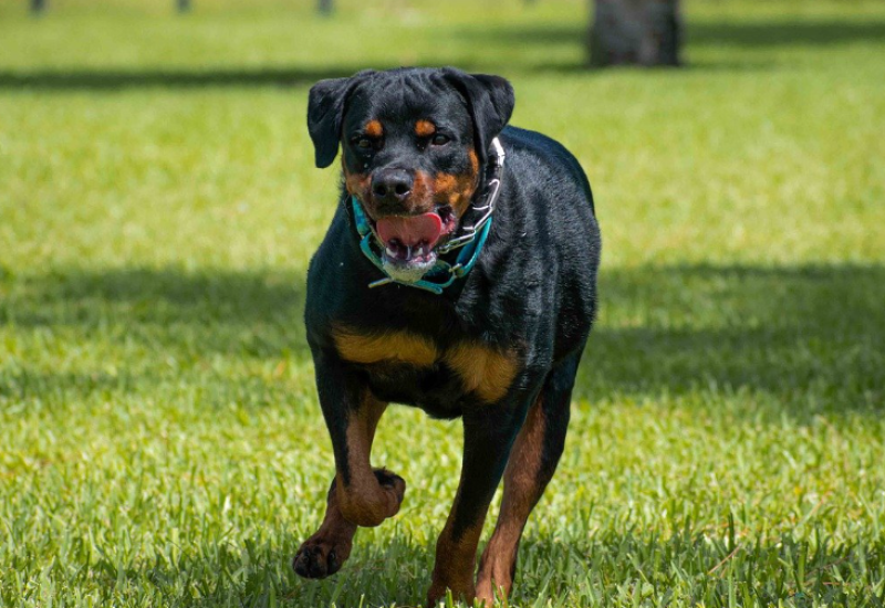 Tri bijesna psa napala dječaka: Policija ga našla mrtvog u dvorištu kuće