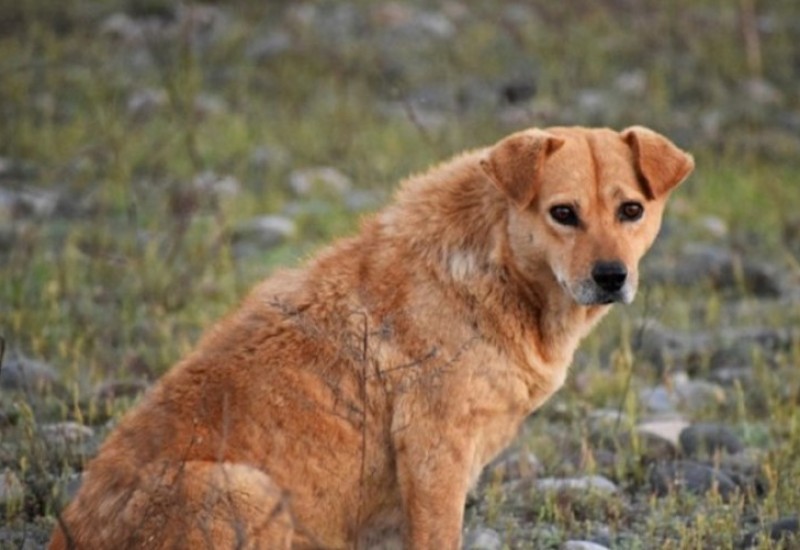 Jeziva scena: Muškarac puškom ubio komšijskog psa