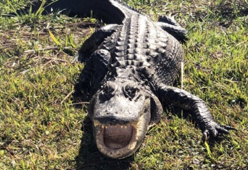 Aligator pronađen na neočekivanom mjestu u kući (VIDEO)