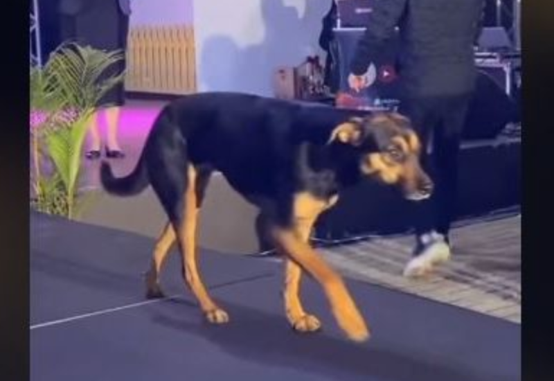 Pas prošetao modnom pistom u Brazilu