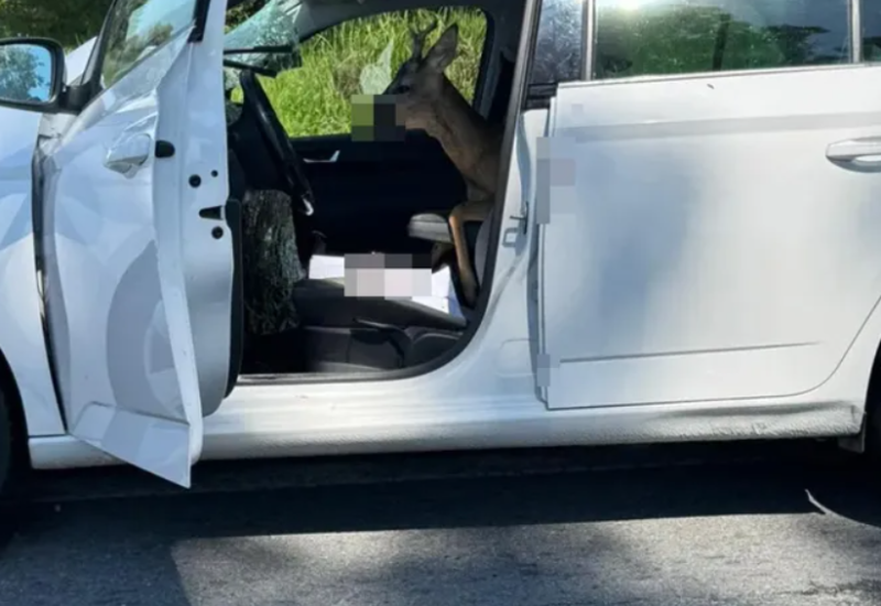 Nesvakidašnja nesreća u Hrvatskoj: Srna probila staklo i uletjela u auto, vozač završio u bolnici