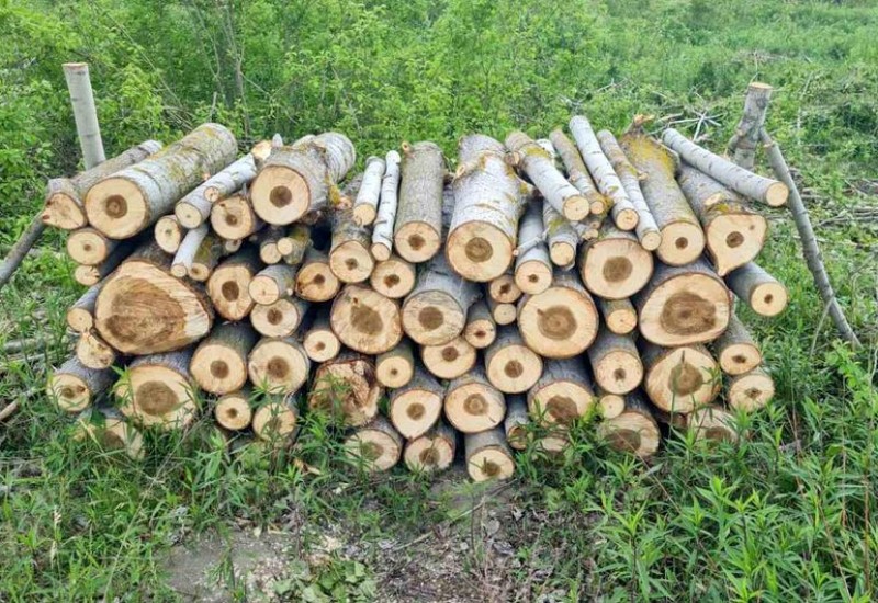 Muškarac uhapšen zbog šumske krađe