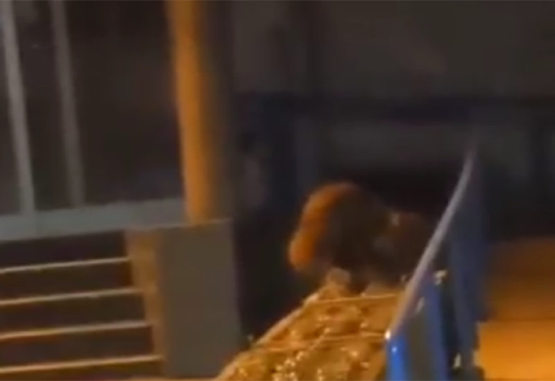 Lisica prošetala Prijedorom