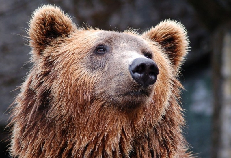 Medvjed izašao iz pećine i nije se vratio nazad - stiže lijepo vrijeme