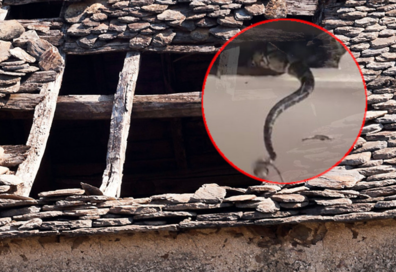 Dva ogromna pitona propala kroz plafon tokom parenja (VIDEO)