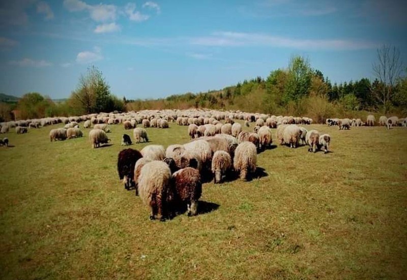 Psi lutalice provalili u tor i poklali ovce