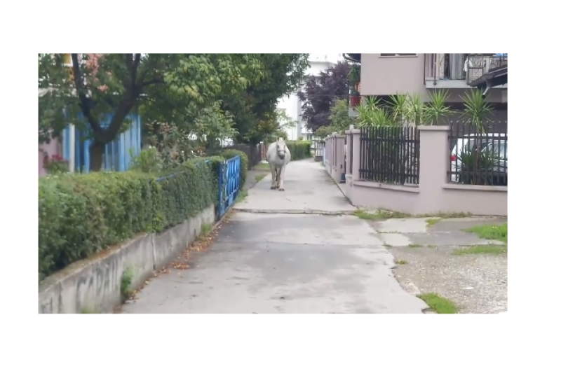 Konj luta banjalučkim naseljem Starčevica
