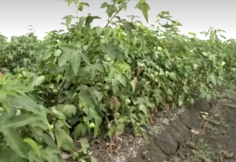 Zbog porasta nivoa mora poljoprivrednici sa paradajza prelaze na pirinač