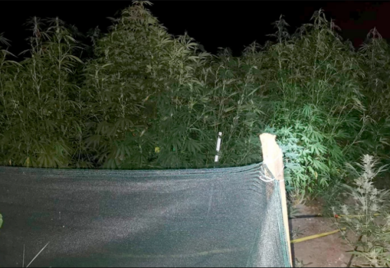 U Španiji zaplijenjeno više od rekordnih 50 tona marihuane