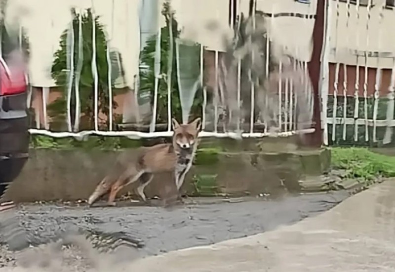 Lisica šeta Banjalukom