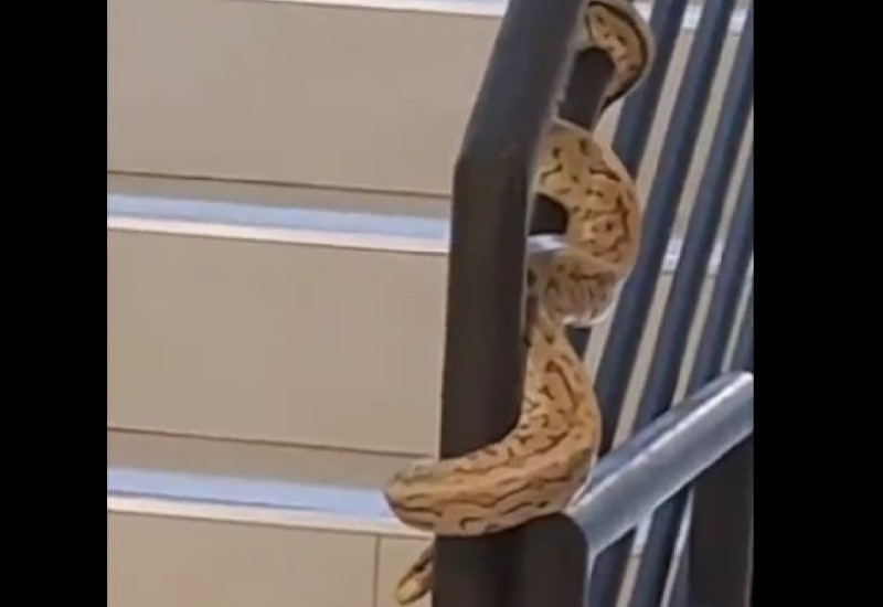 Ogromna zmija prestravila stanare zgrade u Novom Sadu (VIDEO)