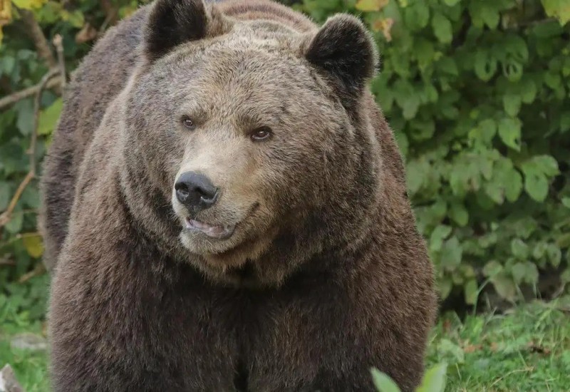 Medvjeda na pruzi usmrtio voz