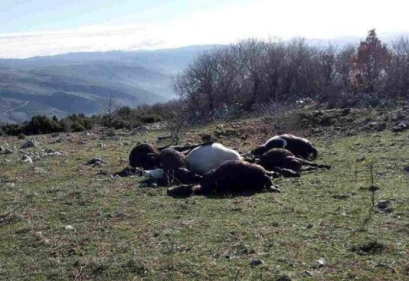 Grom ubio šest konja u okolini Mostara