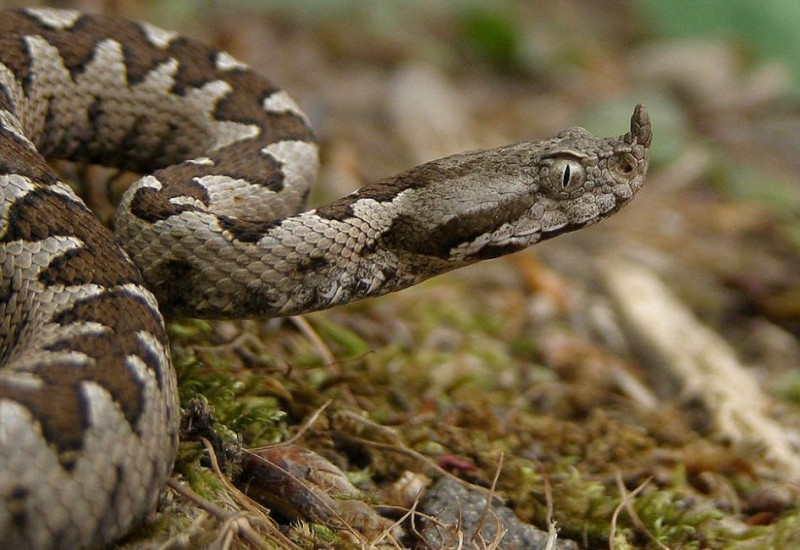 SPLIT: Poskok ujeo psa