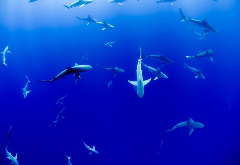 Sidnejske plaže zatvorene nakon napada ajkula na delfina