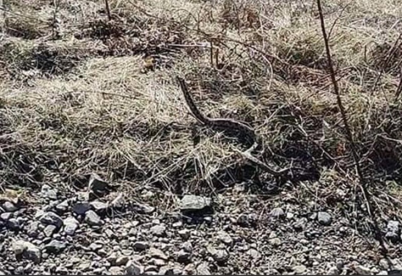 Zimski susret sa ogromnim poskokom