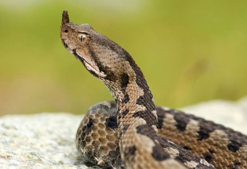 Otrovna zmija ujela devojku kod Niša