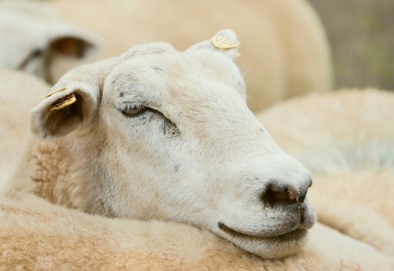 PRIJEDOR: Šteta preko 3.000 KM, psi lutalice zadavile sedamnaest ovaca