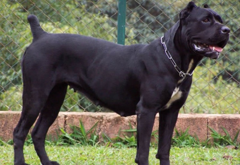 Cane Corso napao maloljetnu osobu u Banjaluci