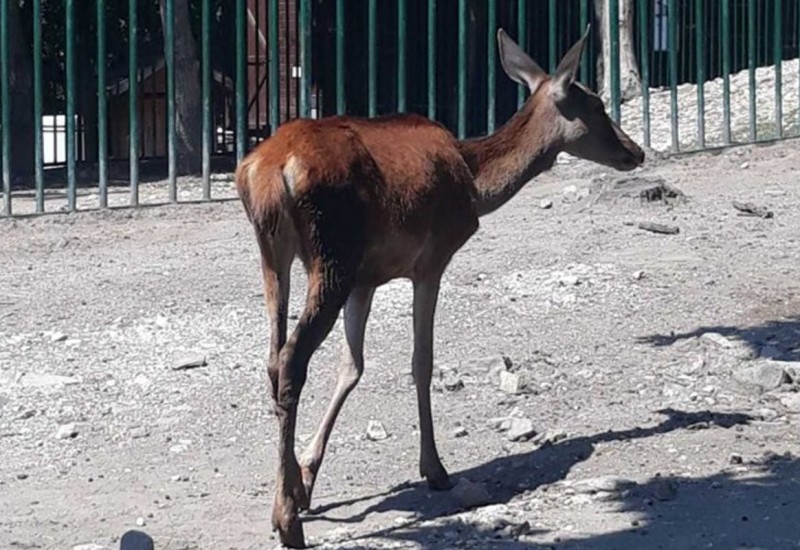 Vanredni inspekcijski nadzor u zoološkom vrtu u Boru