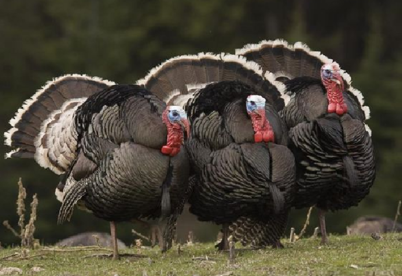 Uništavanje 44.000 ćurki zbog prisustva ptičje gripe