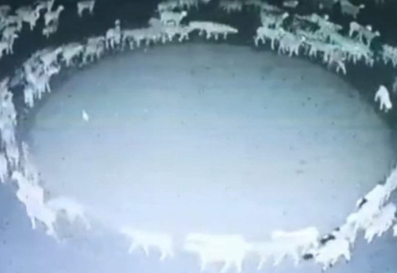 Riješeno misteriozno ponašanje ovaca koje su hodale u krug 12 dana (VIDEO)