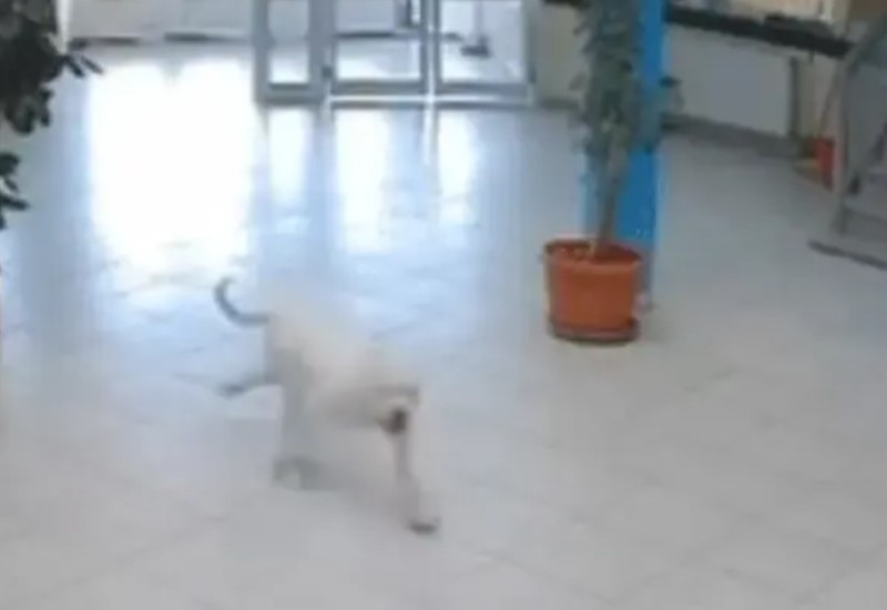 Pas uletio u školu i izujedao učenike, ubio ga policajac (VIDEO)