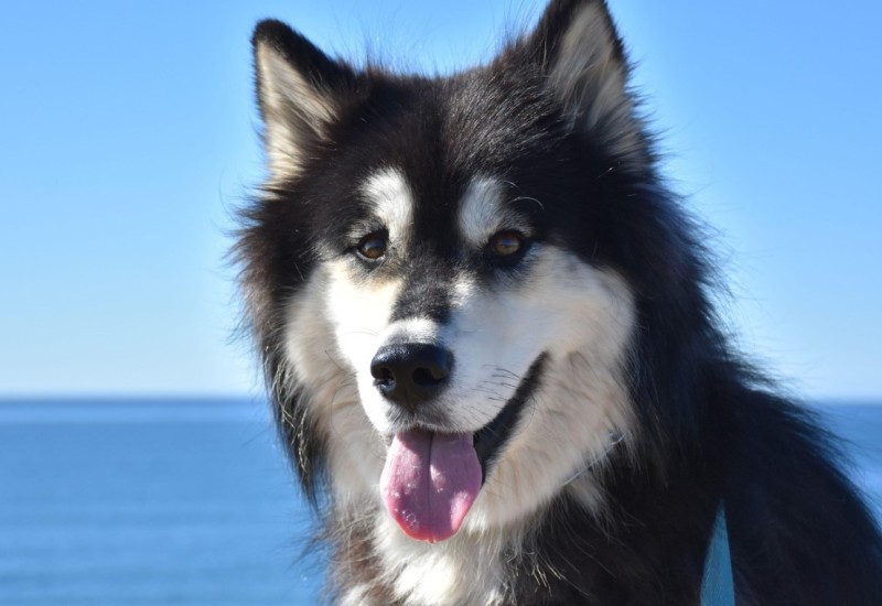 Mislili su da su udomili psa, a kad ga je vidio veterinar morao je da opsuje: „Šta ste ovo doveli“
