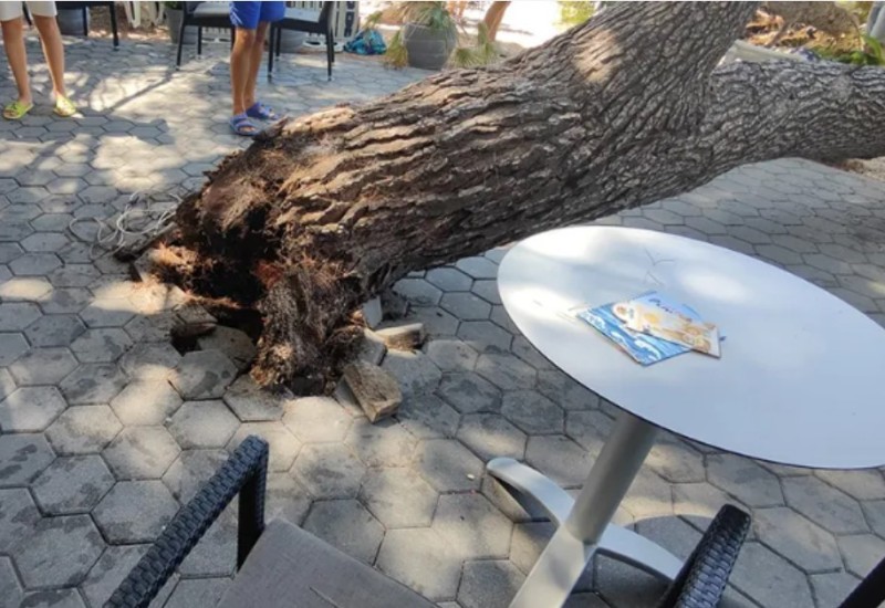 Epilog nevremena! Srušilo se drvo na plaži, četiri osobe povrijeđene FOTO