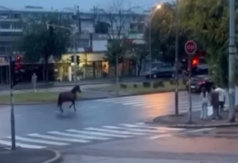 Neobične scene u Beogradu: Preplašeni konj trči ulicom punom automobila VIDEO