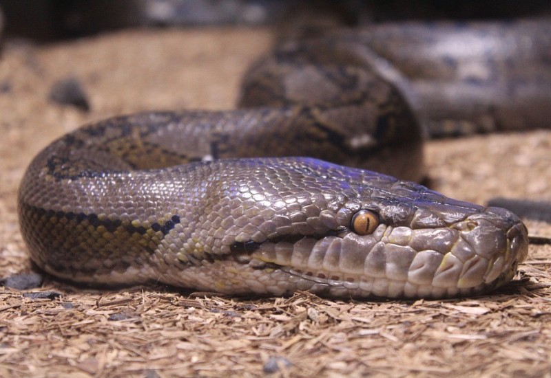 Piton ugrizao dječaka i odvukao ga u bazen