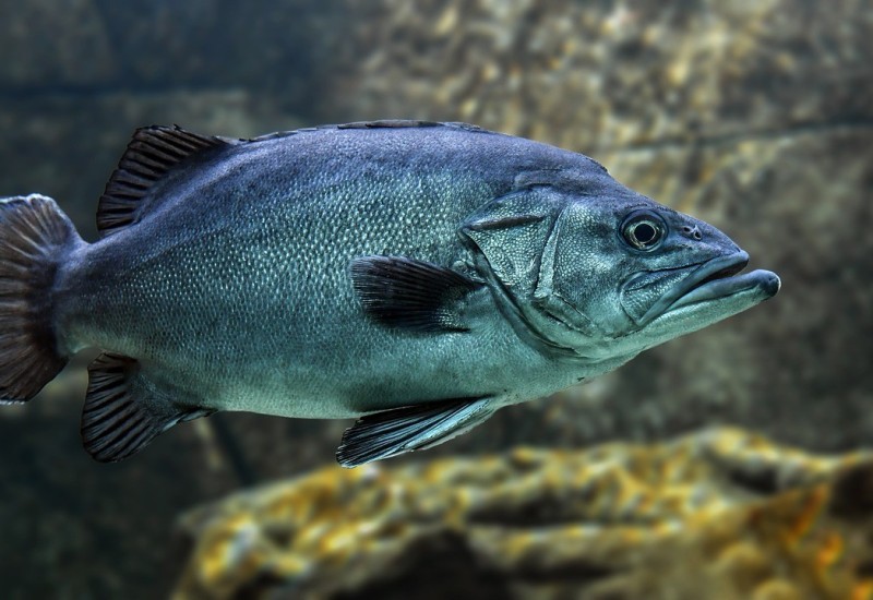 Koja je namirnica najbolja za mozak