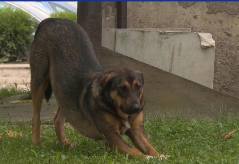 Htio da usmrti psa lutalicu, pa greškom ranio brata