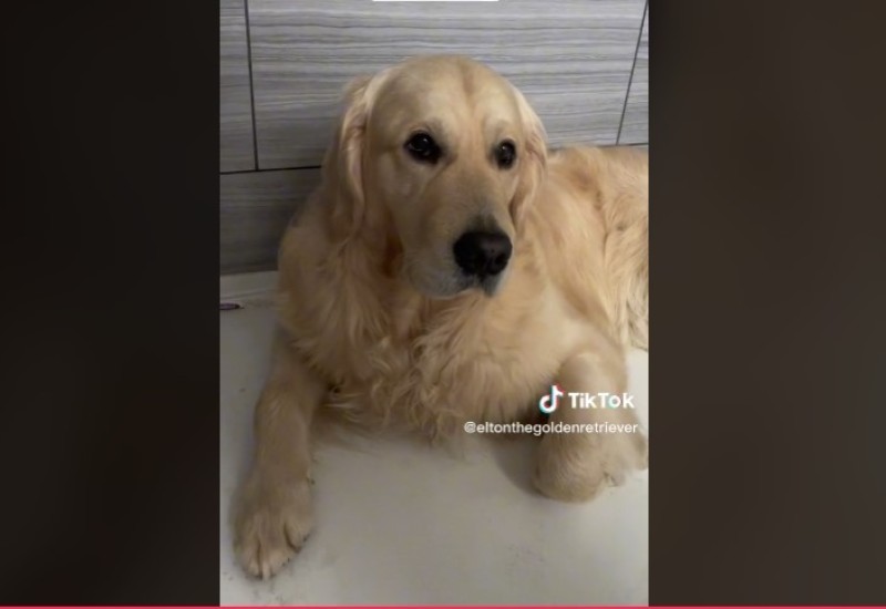 Pas nakon svake šetnje čeka u tušu da mu operu šape (VIDEO)