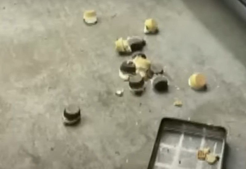 Medvjed "banuo" u pekaru i pojeo 60 kolača (VIDEO)