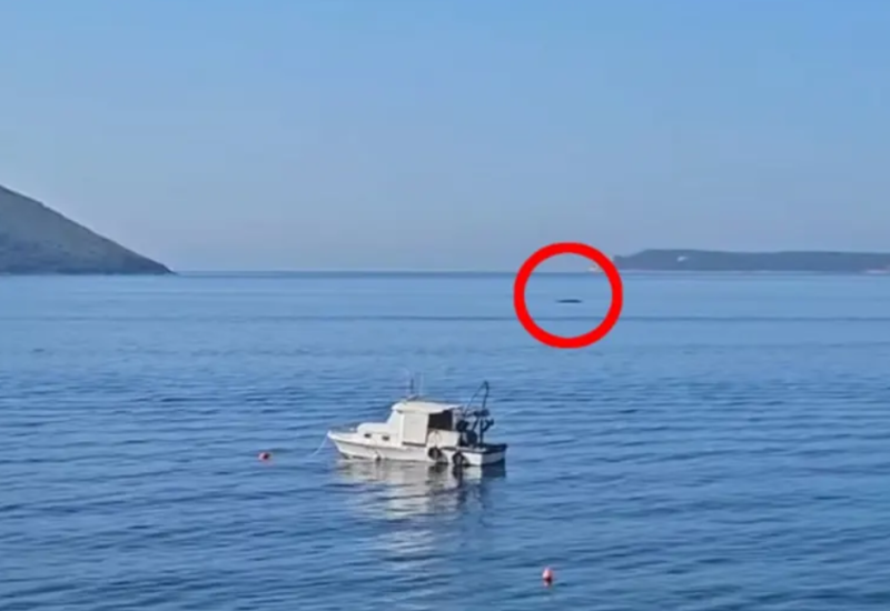 Upućen hitan apel zbog kita u Crnoj Gori