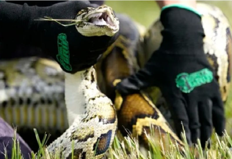 Petogodišnji dječak preživio napad pitona