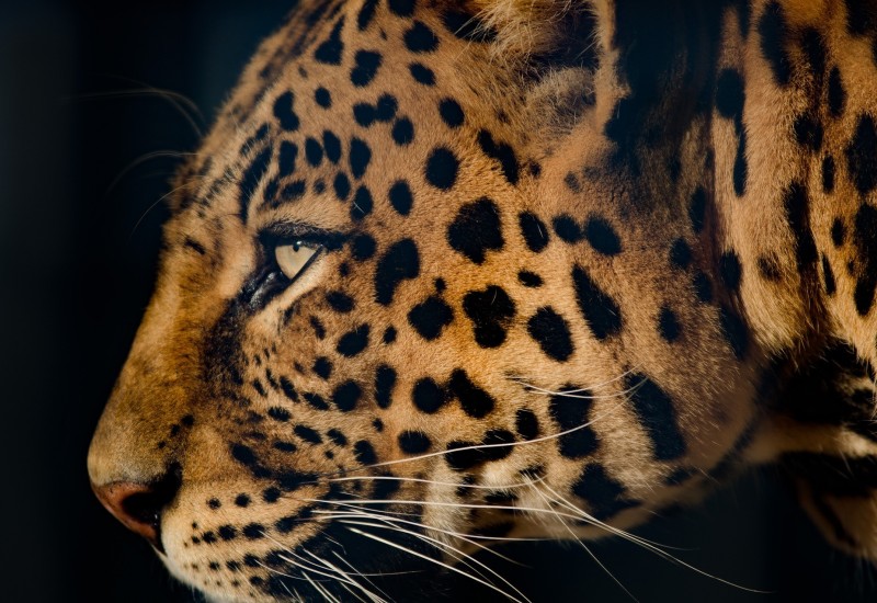 Leopard skočio na kombi, pa povrijedio 15 osoba VIDEO