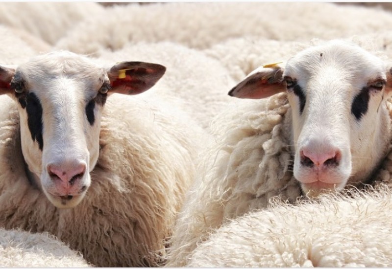 Vukovi upali u štalu i zadavili 15 ovaca