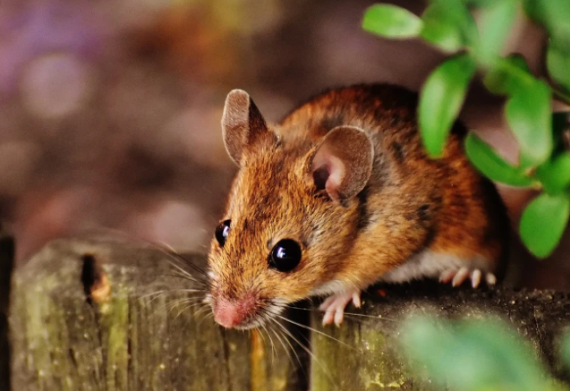 Najstariji miš na svijetu ima devet godina