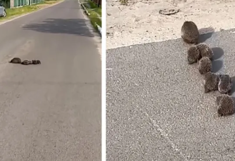 (VIDEO) Danas nećete vidjeti NIŠTA SLAĐE: Prizor oduševio građane, mama ježica strpljivo vodi svoje mališane