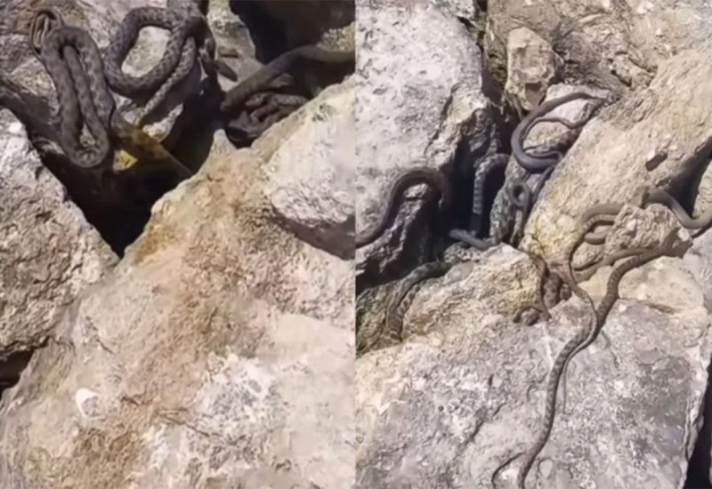 Plaža u regiji prepuna zmija, posjetioci zabrinuti (VIDEO)